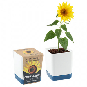 투톤사각 화분- 해바라기 (인쇄 상품)