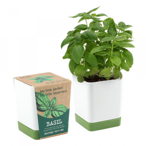 투톤사각 화분- 바질 (인쇄 상품)