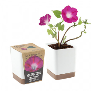 투톤사각 화분- 나팔꽃 (인쇄 상품)