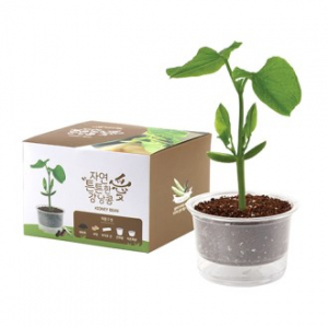 자연애 마이 가든 저면 관수 화분 키트- 강낭콩 (인쇄 상품)