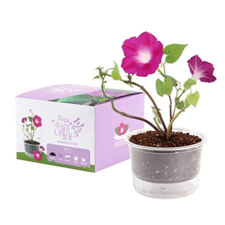 자연애 마이 가든 저면 관수 화분 키트- 나팔꽃 (인쇄 상품) #2
