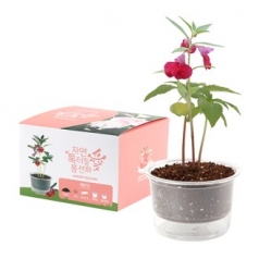 자연애 마이가든 저면 관수 화분 키트- 봉선화 (인쇄 상품)