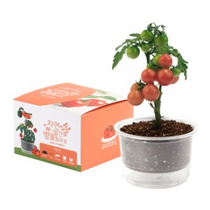 자연애 마이가든 화분 키트- 방울토마토 // 인쇄 상품