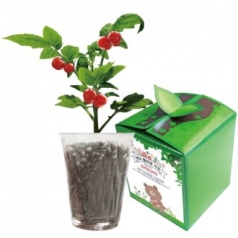 토마토 미니 플라워 가든 / 화분 / 씨앗 / 식물 / 새싹 / 플라워 / 꽃