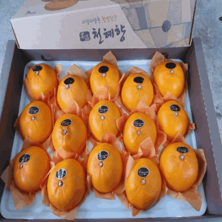 천혜향 선물세트 5kg #2