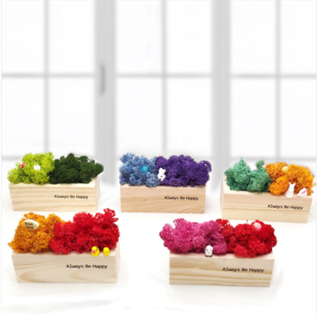 올웨이즈 스칸디아모스 모스 화분 #2