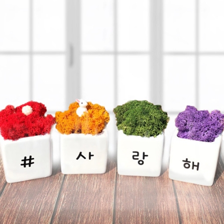메세지 스칸디아모스 모스 화분 세트 #2