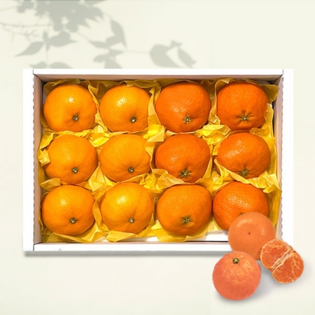 풍성한명절 제주愛귤 서귀포직송 제주 혼합과일 천혜향, 레드향 3kg, 8-12과 // 면세 #2