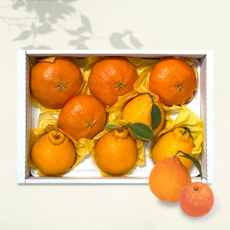 풍성한명절 제주愛귤 서귀포직송 제주 혼합과일 한라봉, 레드향 3kg, 8-12과 // 면세 #2