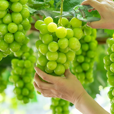 명절 과일 선물세트 고당도 샤인머스켓 2kg #2