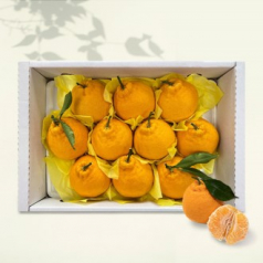 [26년 풍성한명절][제주愛귤] 제주직송 한라봉 선물세트 [2kg/6-10과](면세)