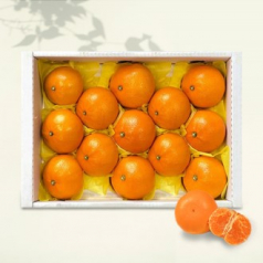[26년 풍성한명절][제주愛귤] 제주직송 천혜향 선물세트 [2kg/8-12과](면세)