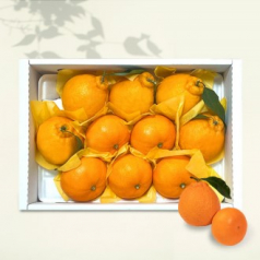 [26년 풍성한명절][제주愛귤] 제주직송 혼합과일(한라봉/천혜향) [3kg/8-12과](면세)