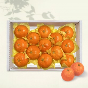 [26년 풍성한명절][제주愛귤] 제주직송 레드향 선물세트 [2kg/8-12과](면세)