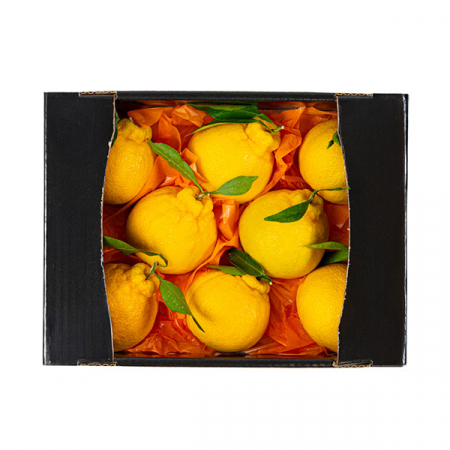 [26년 풍성한명절][제주향기] 제주햇살 가득담은 한라봉 선물세트 [2kg/5-8과](면세) #2