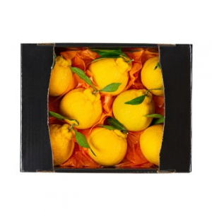 [26년 풍성한명절][제주향기] 제주햇살 가득담은 한라봉 선물세트 [2kg/5-8과](면세)