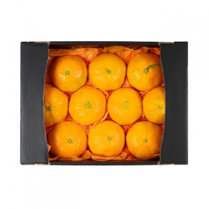 [26년 풍성한명절][제주향기] 제주햇살 가득담은 레드향 선물세트 [3kg/6-11과](면세)