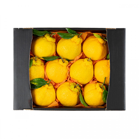 [26년 풍성한명절][제주향기] 제주햇살 가득담은 한라봉 선물세트 [3kg/6-11과](면세) #2