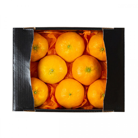 [26년 풍성한명절][제주향기] 제주햇살 가득담은 레드향 선물세트 [2kg/5-8과](면세) #2