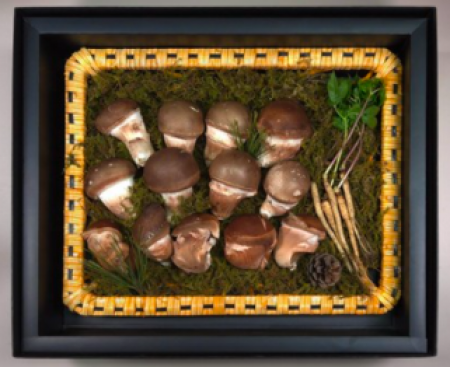 참송이버섯 설향 균형건강진선세트(면세품) #2