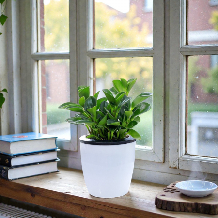 클린라인 셀프워터링 화분 #2