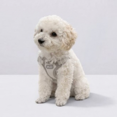 올지 세이프 하네스 초소형 강아지 슬개골 리프팅 관절보호 기도압박 없는 h형 y형 x형 산책용 소형견 중형견 애견 반려견 용