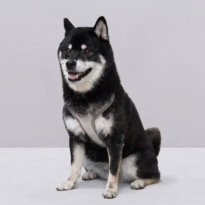 올지 세이프 하네스 대형 강아지 슬개골 리프팅 관절보호 기도압박 없는 h형 y형 x형 산책용 소형견 중형견 애견 반려견 용