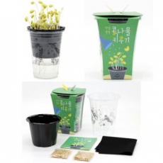국산 콩나물키우기 식물 관찰일기 미니화분 새싹키우기