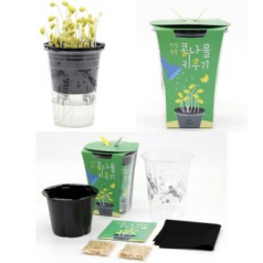 국산 콩나물키우기 식물 관찰일기 미니화분 새싹키우기