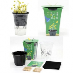 국산 콩나물키우기 식물 관찰일기 미니화분 새싹키우기