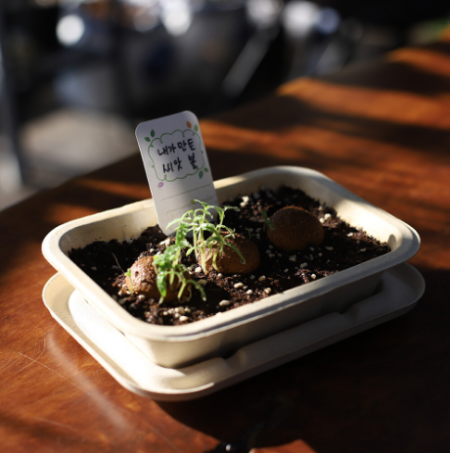 씨드볼 만들기 씨앗 키트 식물 키우기 새싹 자연학습 #5