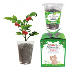 미니 플라워 가든(토마토)