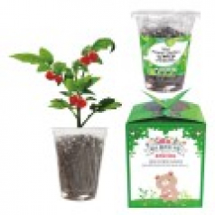 미니 플라워 가든(토마토)