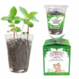 미니 플라워 가든(씨앗 화분)