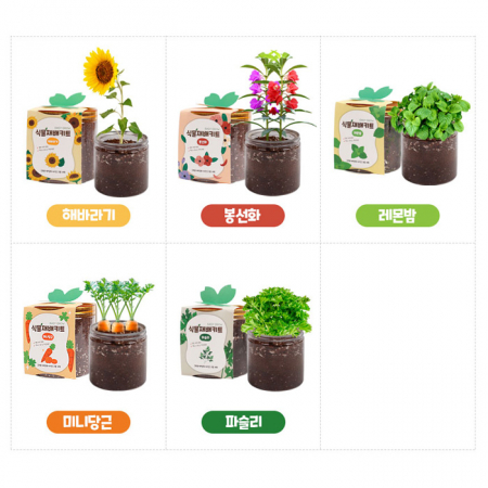 식물재배키트 미니 화분 씨앗 키우기 어린이집 유치원 초등 #5